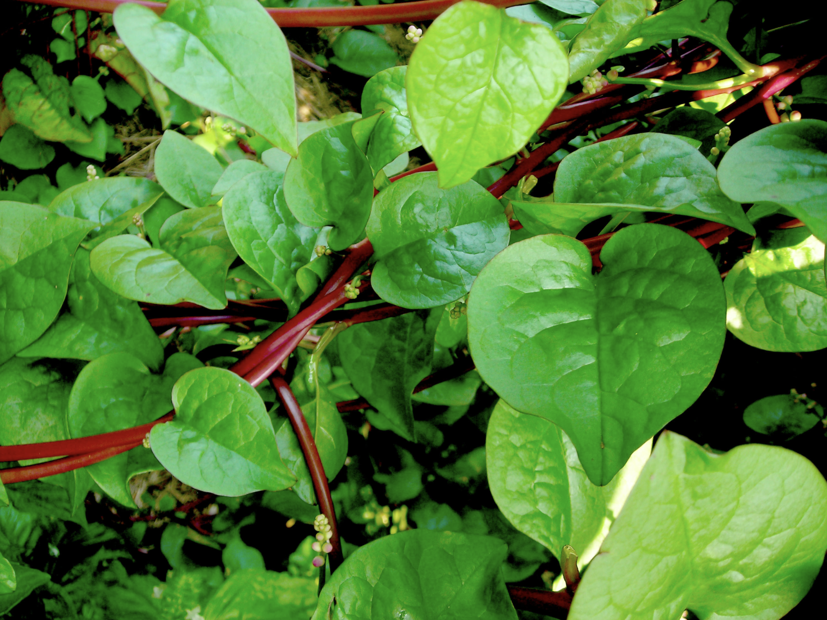 Red Malabar Summer Spinach
